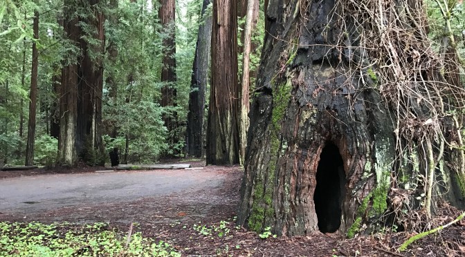 Roads, Rain and  Redwooods